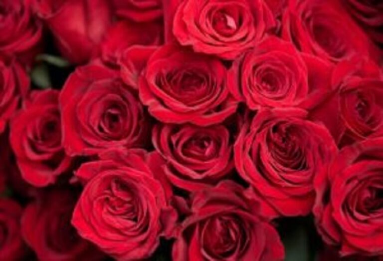 プロポーズで一緒に渡される薔薇の本数の意味って知っていましたか？