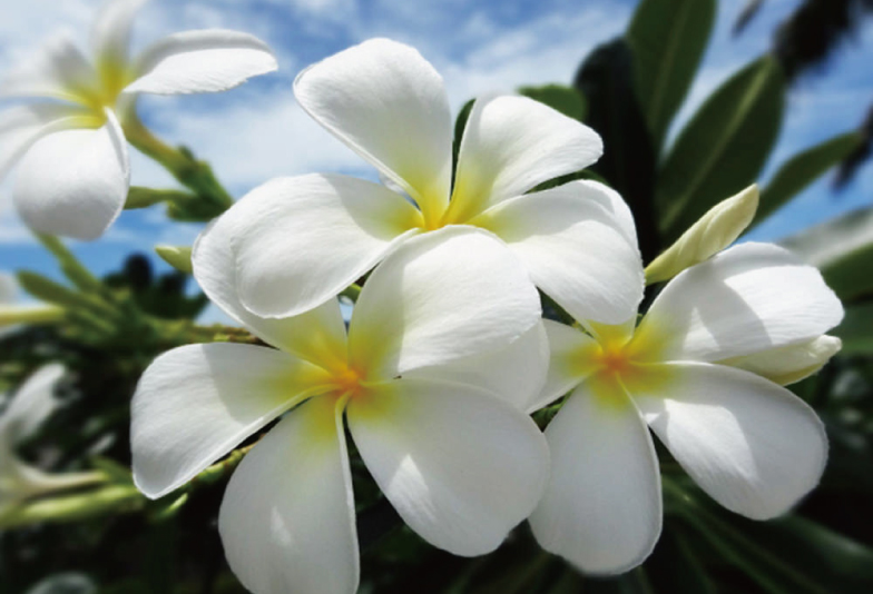 プルメリアはハワイの花