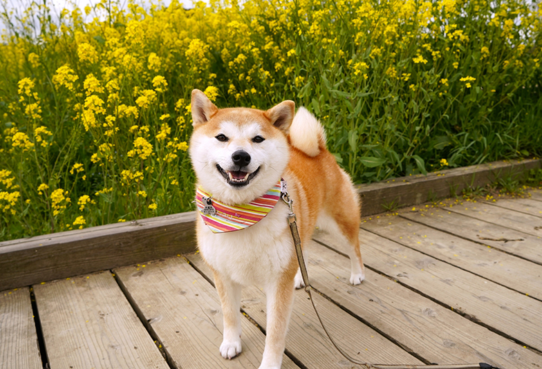 後で犬の遺骨を入れられるの？私が出会った珍しい結婚指輪